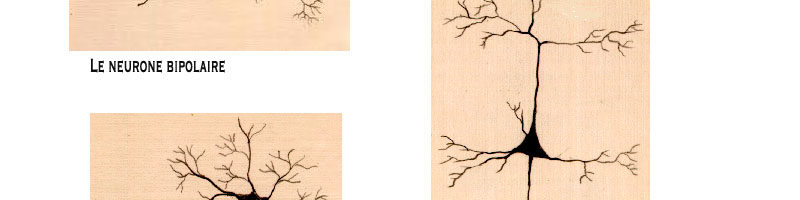 cybergribouille – semaine du cerveau